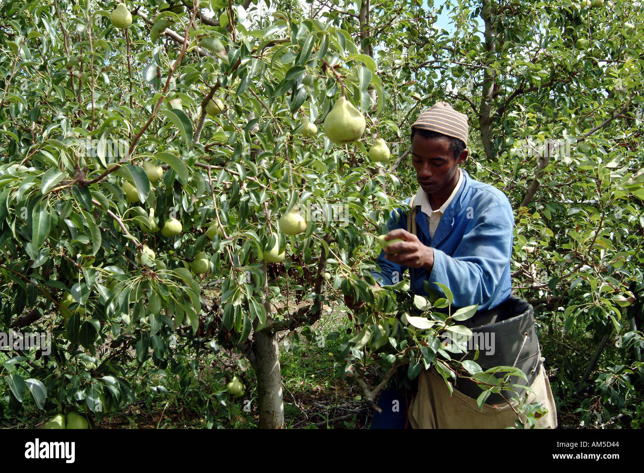 Pears from Africa